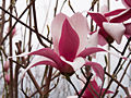 Magnolia soulangeana Royal Crown IMG_5292 Magnolia pośrednia